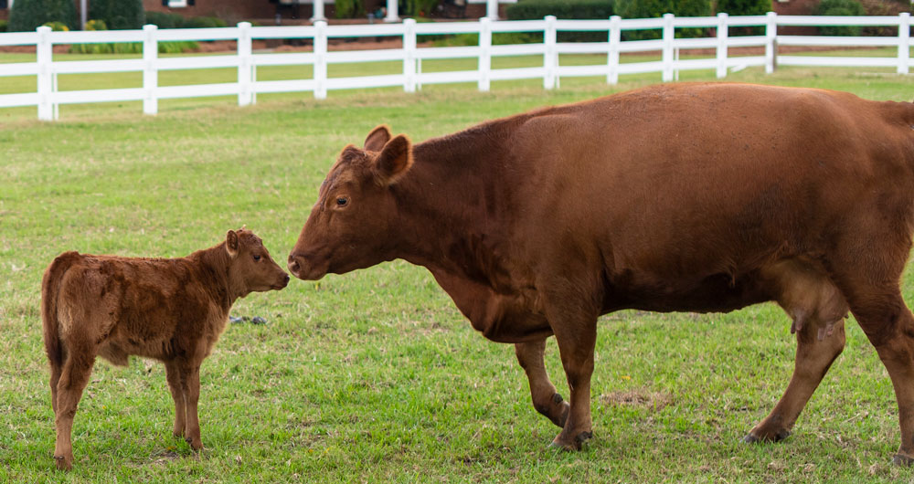 Red-cow-with-calf---US-Dept-of-Agriculture---taken-Oct-19